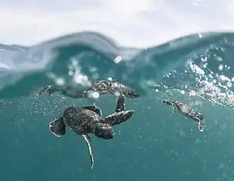 Baby green sea turtles