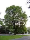 Pruned English elm, Preston Park, Brighton (2004)