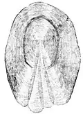 pike