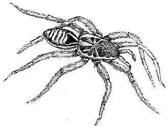 Lycosa tarantula, illustration