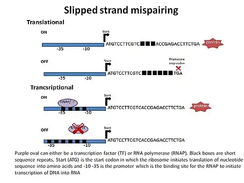 Phase variation slipped strand mispairing