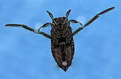 Backswimmer bug