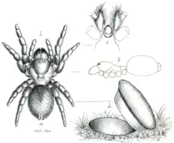 female S. rufidens