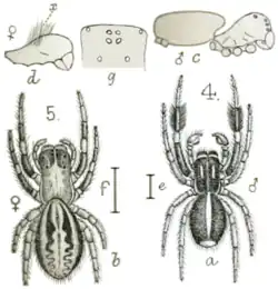 male and female
