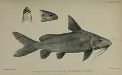Illustration of species