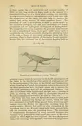 Nopcsa's illustration on its original publication (Proceedings of the Zoological Society of London, 1907).