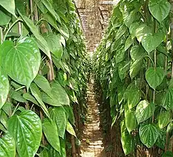 Betel leaf Cultivation in Gosairhat