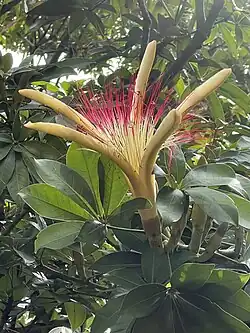 Pachira aquatica with flowers