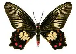 image of a butterfly