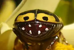 Pygidium, possibly showing animal mimicry