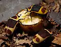 Beetles in terrarium feeding on a slice of banana.