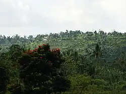 Pacung mountain resort