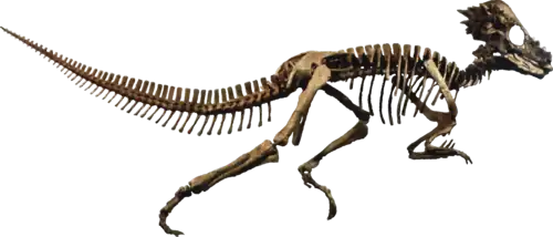 Pachycephalosaurus