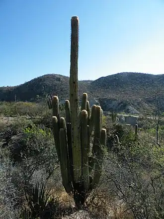 Habitat in Zapotitlan De Las Salinas, Puebla