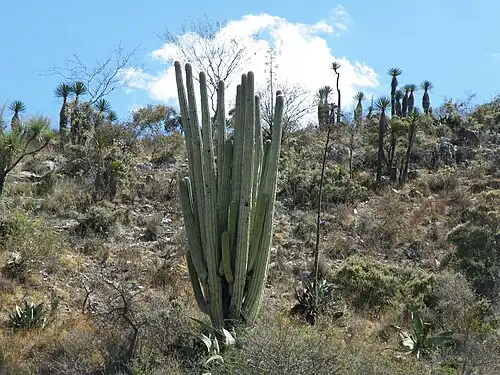 Habitat in North Zapotitlan, Puebla