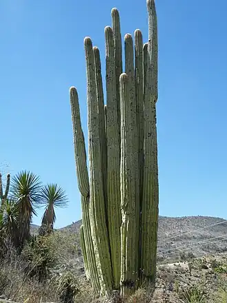 Habitat in North Zapotitlan, Puebla