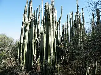Tequisquiapan, Querétaro