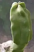 Lophocereus schotti monstrosus