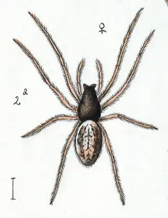 female