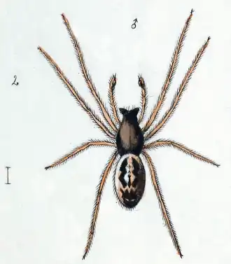 male