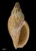 Type specimen (holotype of Pachymelon (Palomelon) grahami)