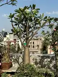 Pachypodium ambongense (Pachypodium)
