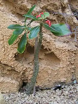Pachypodium baronii (Bontaka)