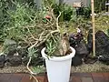 Pachypodium bispinosum (Two-spined Pachypodium)
