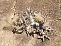 Pachypodium densiflorum (Orange Pachypodium)