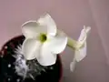 Pachypodium eburneum (Isalo palm)