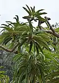 Pachypodium geayi (Geay's Pachypodium)