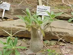 Pachypodium horombense (Horombe palm)