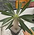 Pachypodium inopinatum (Mahajanga palm)