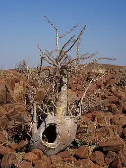 Pachypodium lealii (Bottle tree)