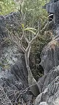 Pachypodium menabeum (Crevice Pachypodium)