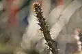 Pachypodium meridionale (Starflowering succulent)