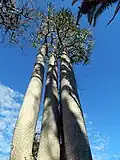 Pachypodium mikea (Bemaraha palm)