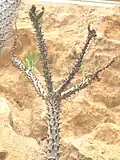 Pachypodium rutenbergianum (Rutenberg's Pachypodium)