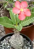 Pachypodium windsorii (Windsor's Pachypodium)