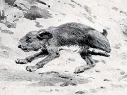 Depiction by Charles Knight of Pachyrukhos, a small, rabbit-like typothere
