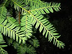 Pacific yew tree