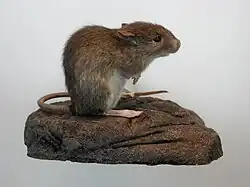 Stuffed brown rat
