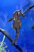 Seahorse