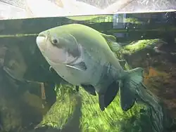 Tambaqui at the Shedd Aquarium