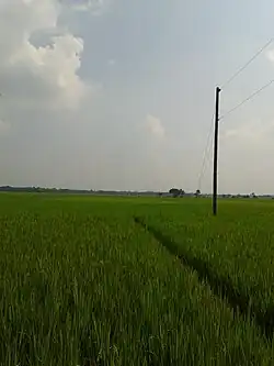 Paddy fields in the village of Shablat, Shalikha Upazila