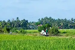 Paddy fields in Bireuen