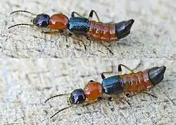 Paederus littoralis also known as Charlie ants
