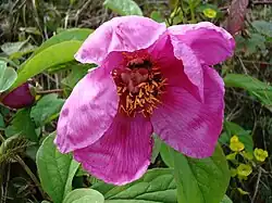 Paeonia daurica subsp. coriifolia, flower