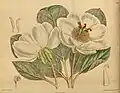 subspecies willmottiae