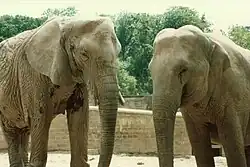 Elephants Duchess and Gay at Paignton Zoo